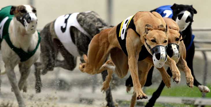 Betting on Greyhounds Their Races In India onlinecasinoexchange.com 2021